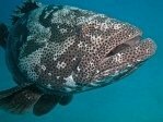 Marbled Grouper