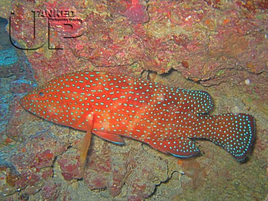 Coral Hind or Jewel Grouper