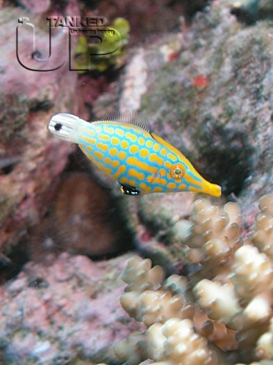 Harlequin Filefish