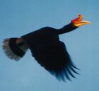 hornbill