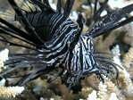 Black Lionfish