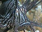 Black Lionfish close-up