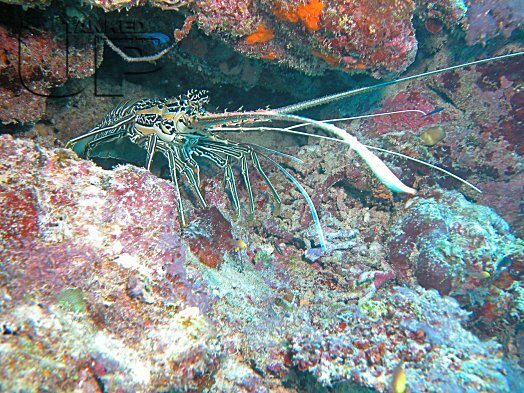 Painted Spiny Lobster