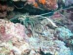 Painted Spiny Lobster