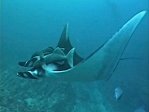 Manta Ray