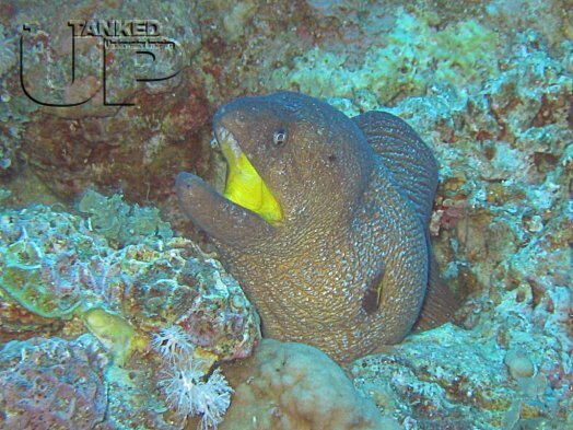 Moray Eel