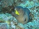 Moray Eel