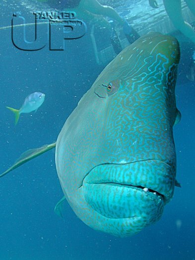 Napoleon Wrasse