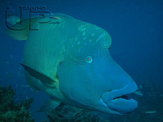 Napoleon Wrasse