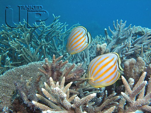 Ornate Butterfly Fish