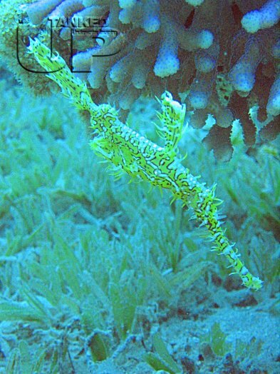 Ornate Ghost Pipefish