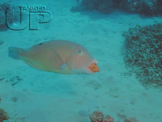 Parrotfish chewing on a shell