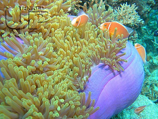 Pink Anemonefish