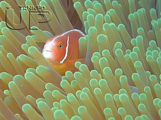 Pink Anemonefish hiding