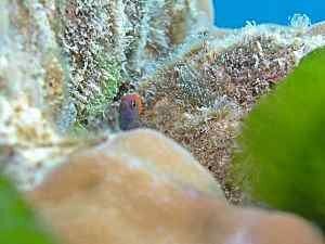 Mimic Blenny