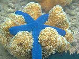 Blue Sea Star or Blue Starfish