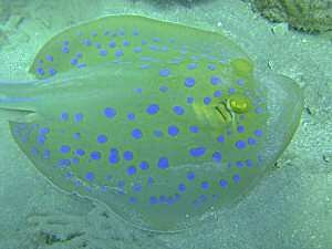 Blue Spotted Ray