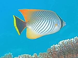 Butterflyfish