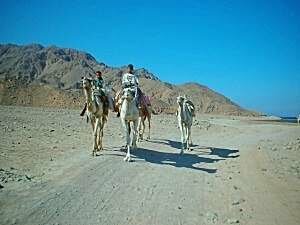 Bedouin kids with their camels