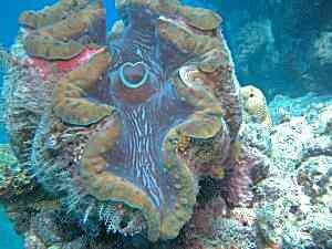 Giant Clam