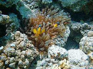 Red Sea Anemone Fish