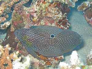 Comet Longfin