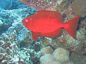 Common Bigeye