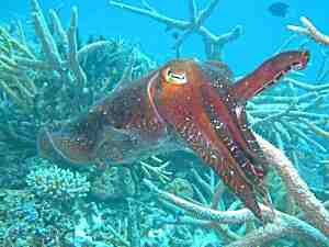 Giant Cuttlefish