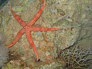 Egyptian Sea Star