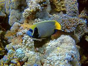 Emperor Angelfish