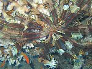 Feather Star