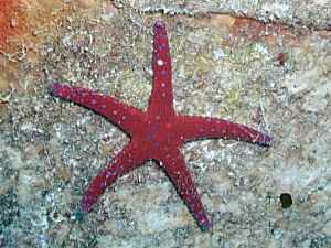 Ghardaqa Sea Star