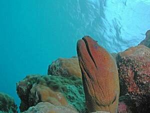 Giant Moray Eel