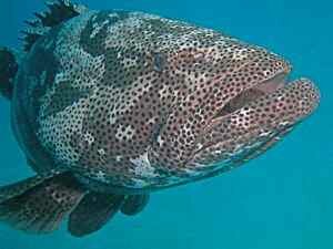 Marbled Grouper