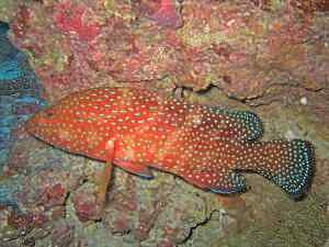 Coral Hind or Jewel Grouper