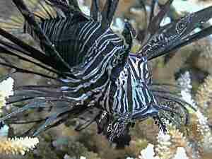 Black Lionfish