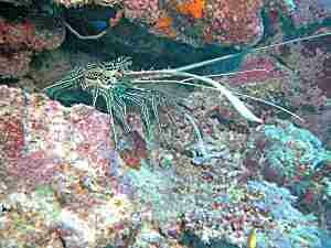 Painted Spiny Lobster