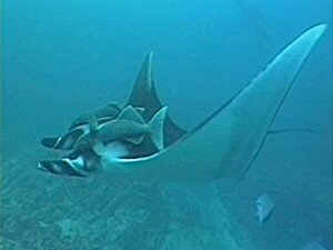 Manta Ray