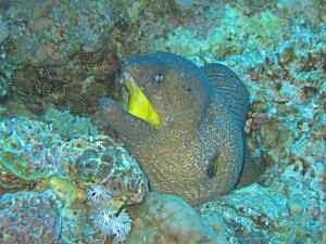 Moray Eel