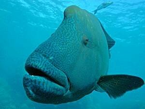 Napolean Wrasse