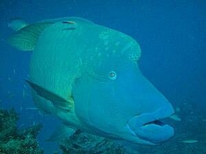 Napolean Wrasse