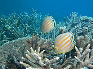 Ornate Butterfly Fish