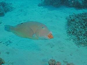 Parrotfish with shell