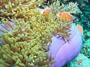 Pink Anemonefish