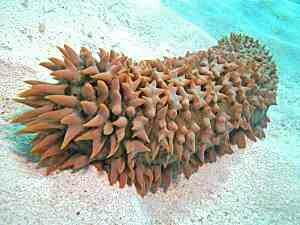 Prickly red sea Cucumber