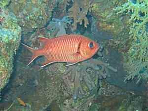 Red Soldierfish