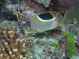 Saddleback Butterfly Fish