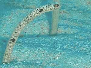 Red Sea Garden Eel