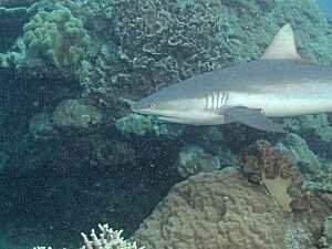 Reef Shark