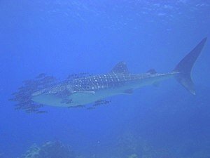 Whale Shark